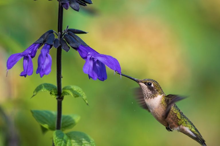 Plants that attract hummingbirds