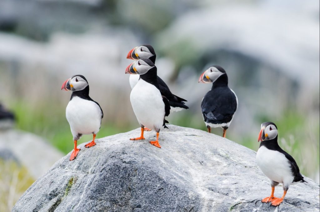Where Do Puffins Live