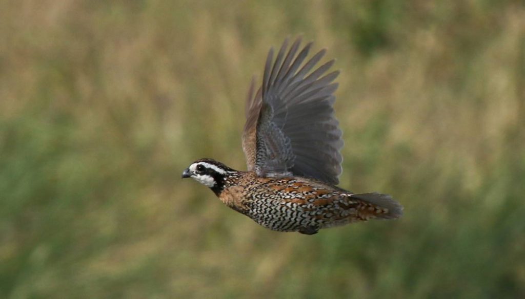 quails can fly—but not like most birds you’re used to