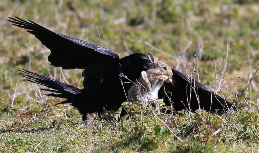Raven Eating Rabbit