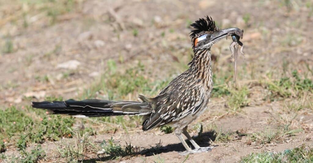 roadrunner eating Reptiles