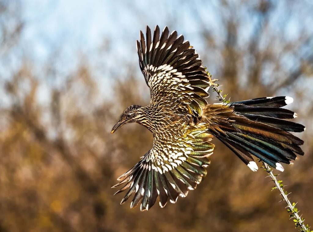Yes, roadrunners can fly