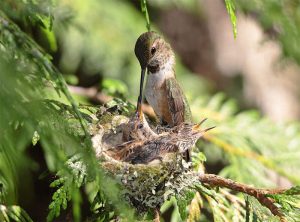 Where Do Hummingbirds Nest? A Deep Dive Into the Secret World of Tiny