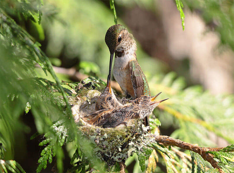 Where Do Hummingbirds Nest