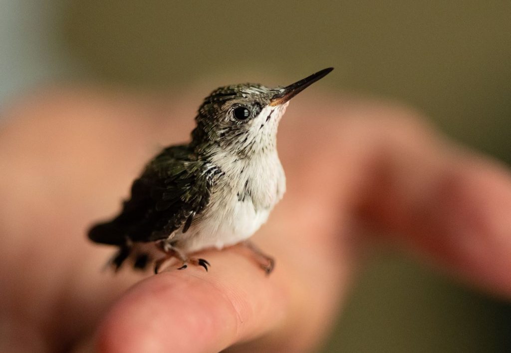 Small baby hummingbird