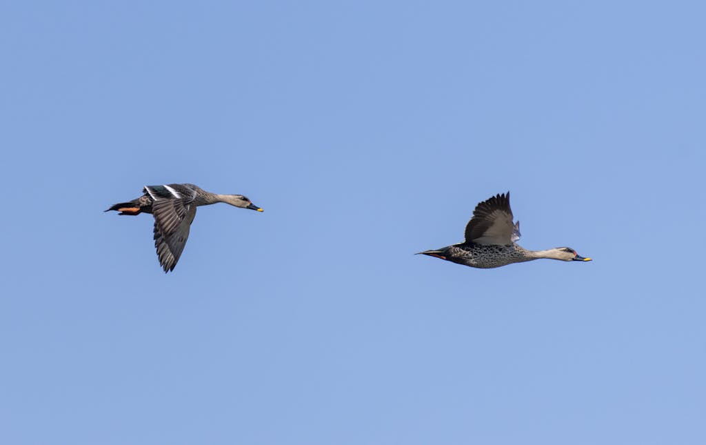 ducks can fly