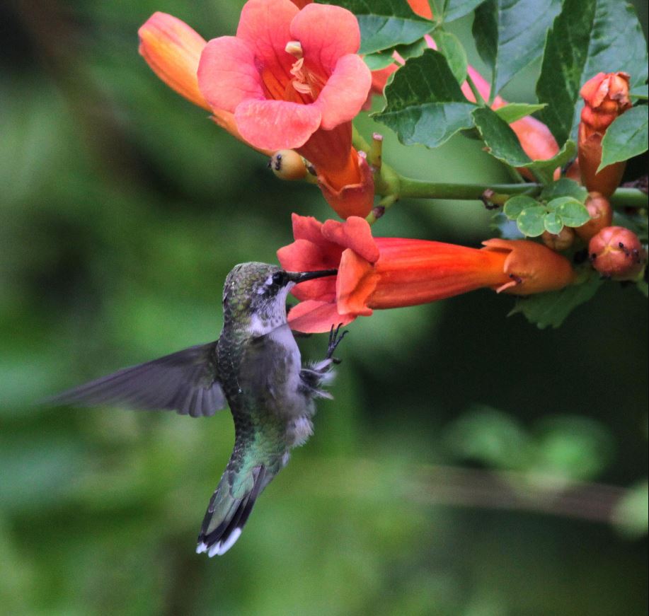 trumpet vine attracts hummingbirds