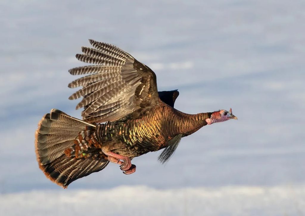 Yes, wild turkeys can fly—very well, in fact