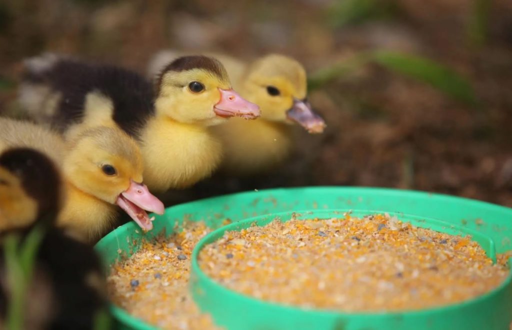 What Do Baby Ducks Eat?