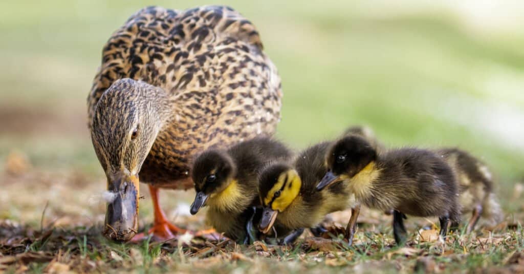 what do baby mallard ducks eat