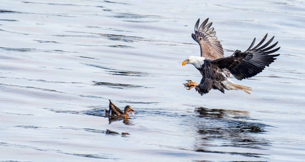 What do bald eagles eat?