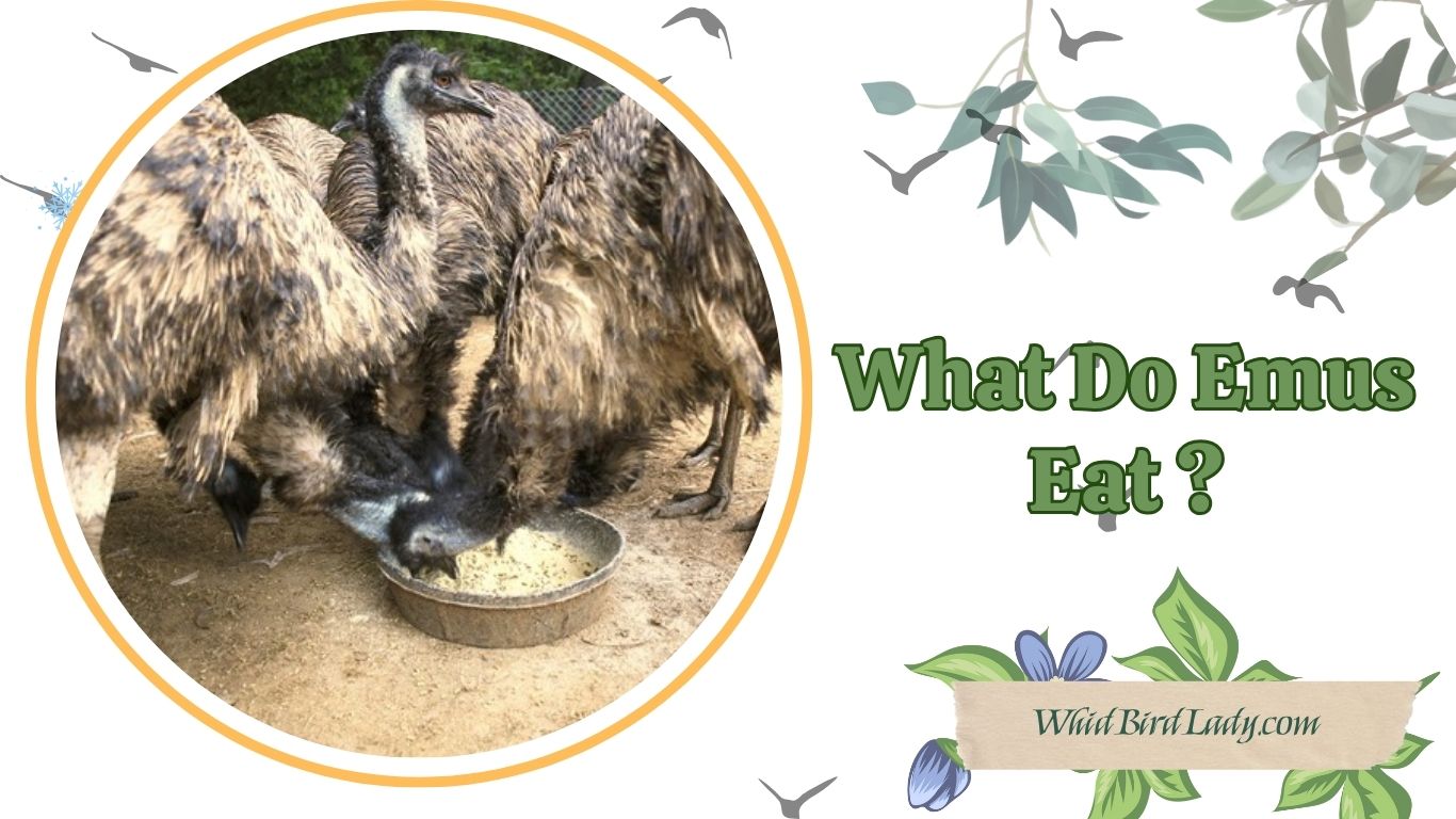 what do emus eat