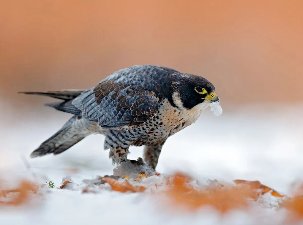 what do falcons eat?