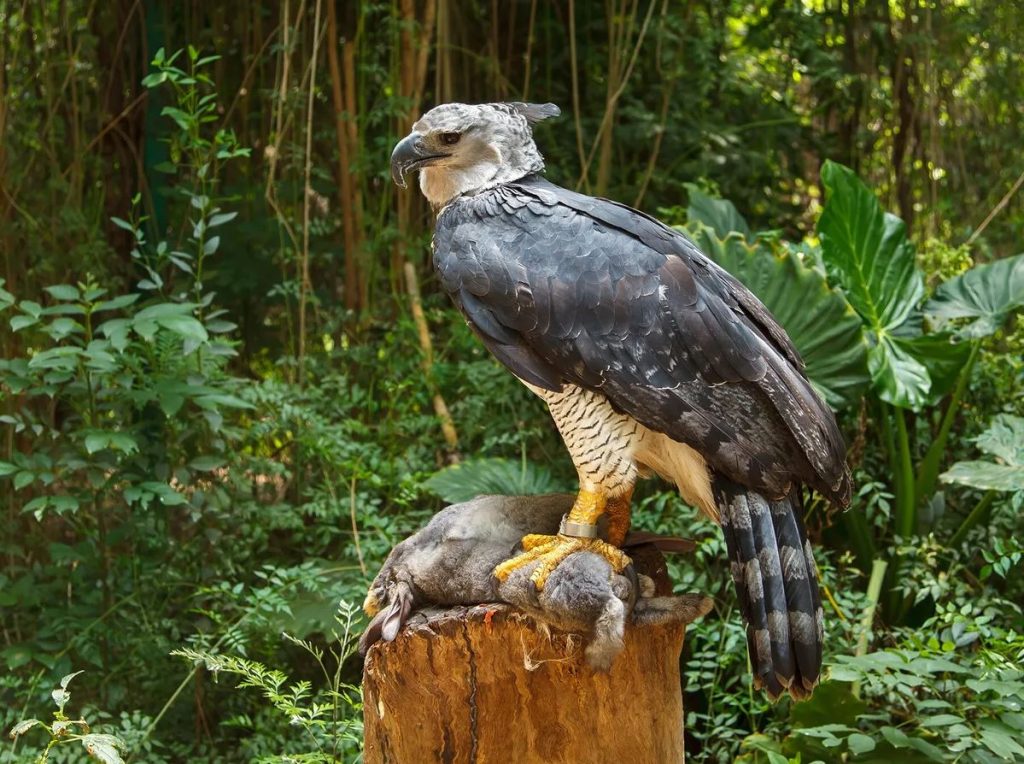 What do happy eagles eat?