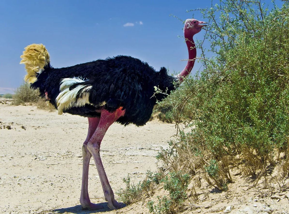 what do ostriches eat