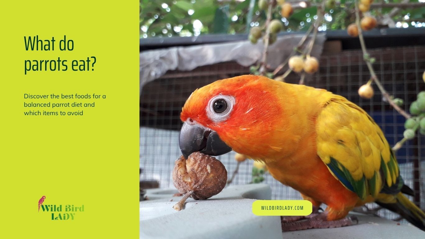 what do parrots eat?