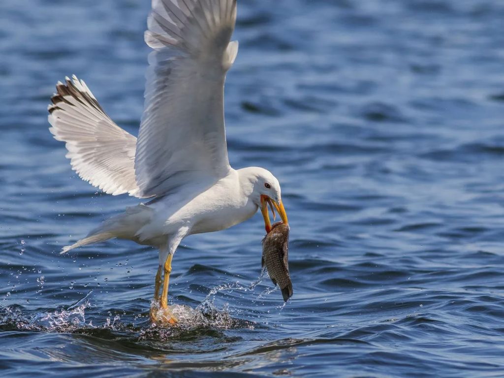 What Do Seagulls Eat