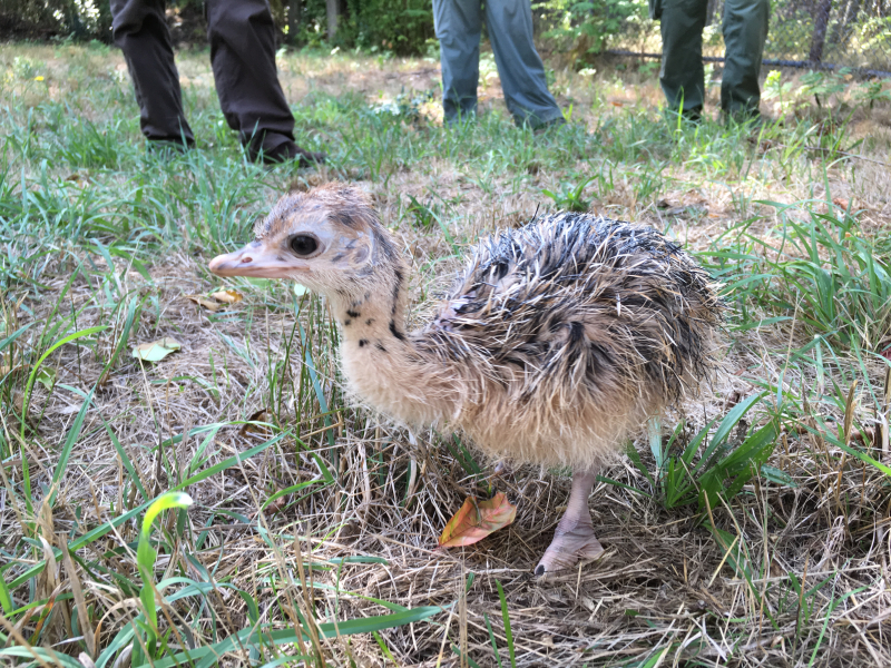 Baby Ostrich