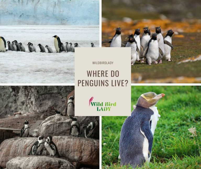 Where do penguins live?