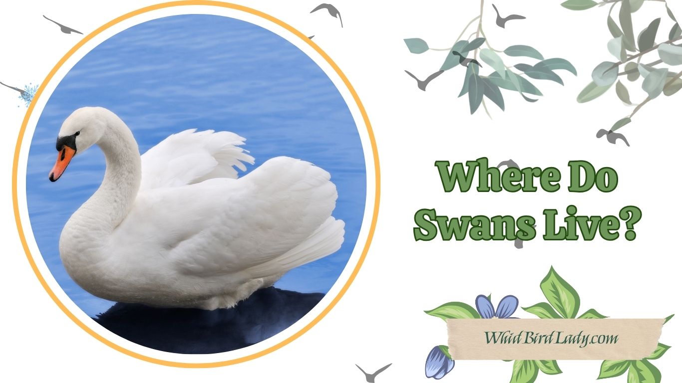 where do swans live