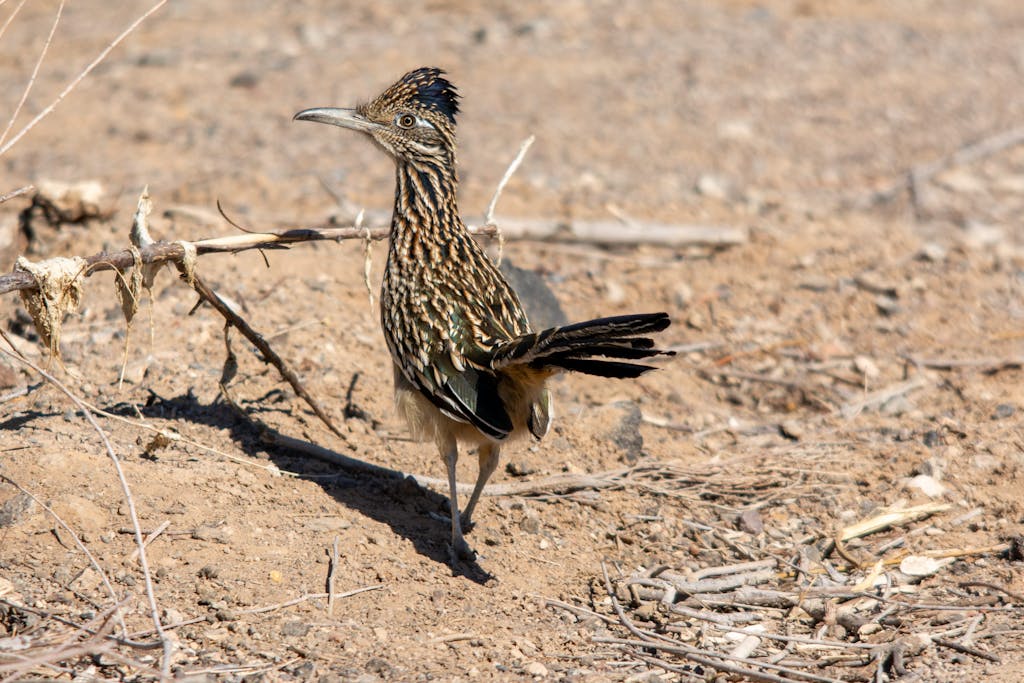 Wild greater roadrunner standing on arid ground, showcasing its striking plumage.