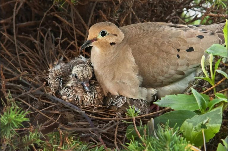 young dove