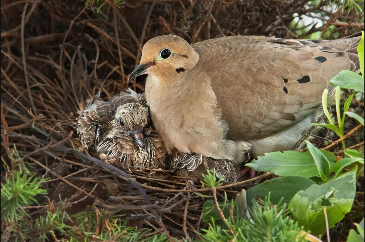 young dove