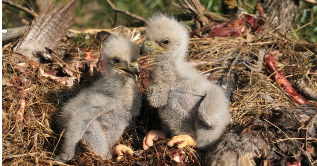 baby eagle look like