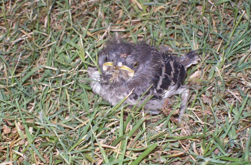 baby mockingbirds