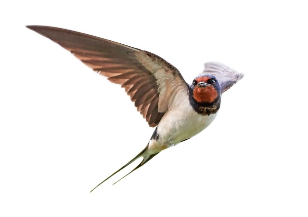 Swallow vs Swift