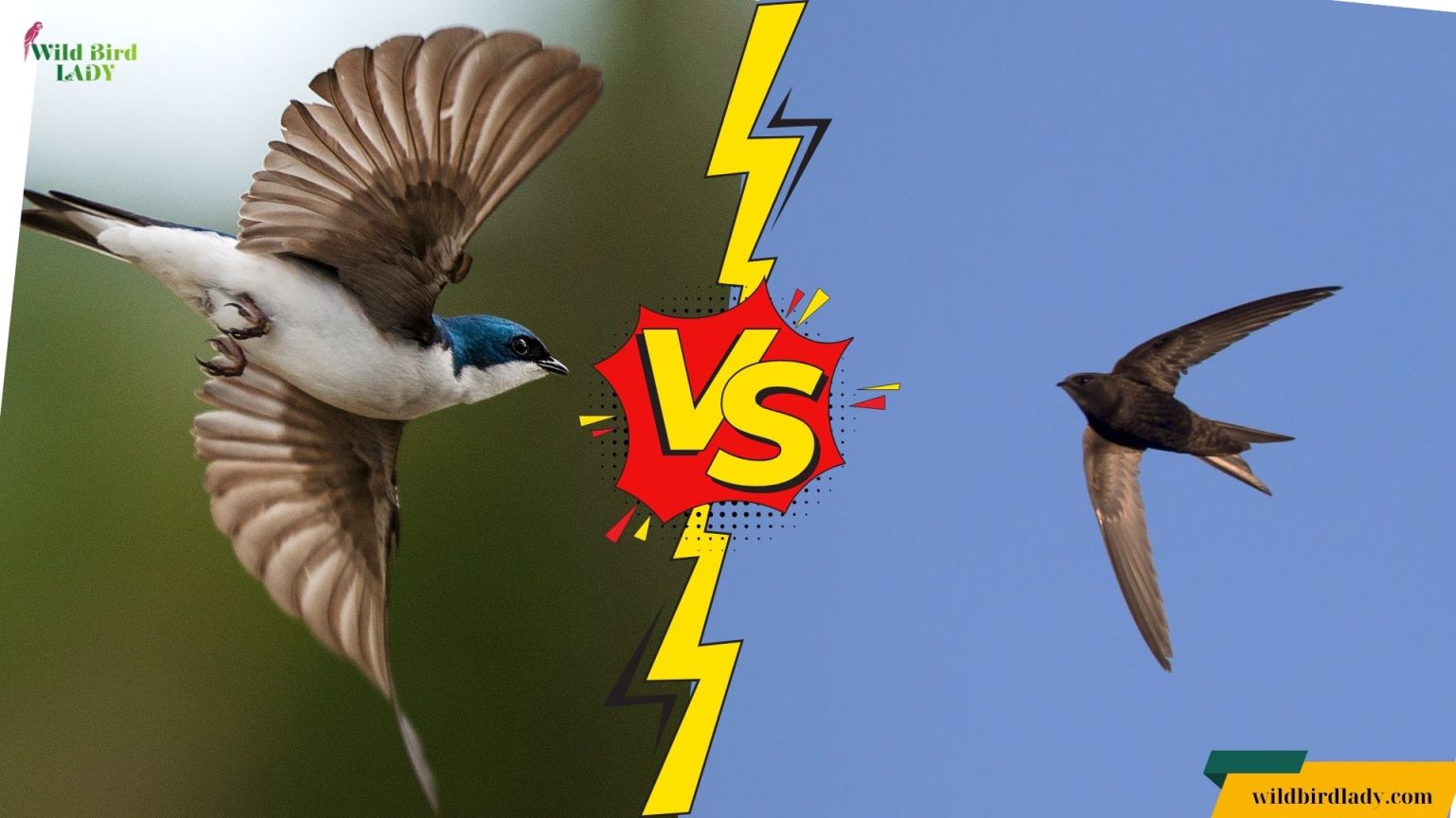 Swift Flight Pattern Swallow vs Swift: Which Aerial Acrobat Rules the Sky?