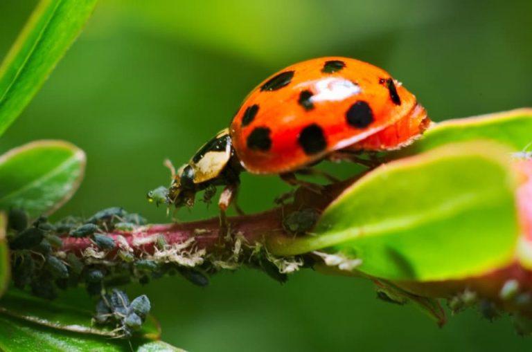 What Do Ladybugs Eat?