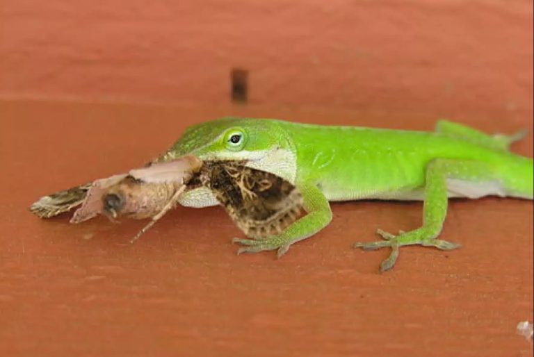 What Do Lizards Eat