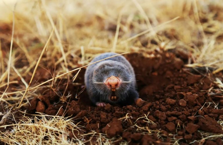 What Do Moles Eat