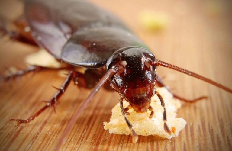 What Do Roaches Eat