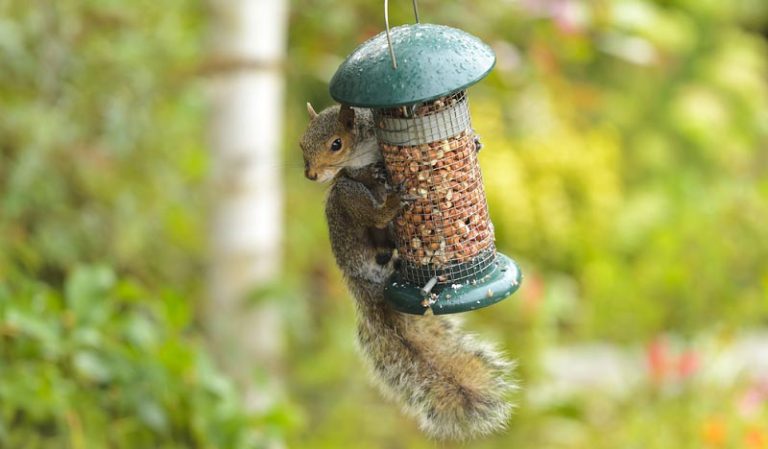 What Do Squirrels Eat