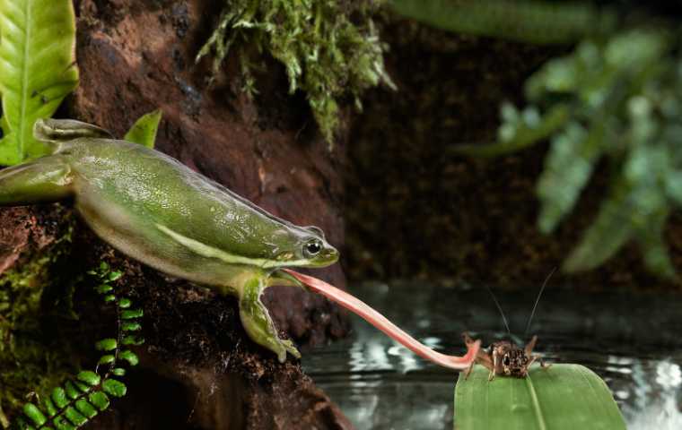 What do frogs eat
