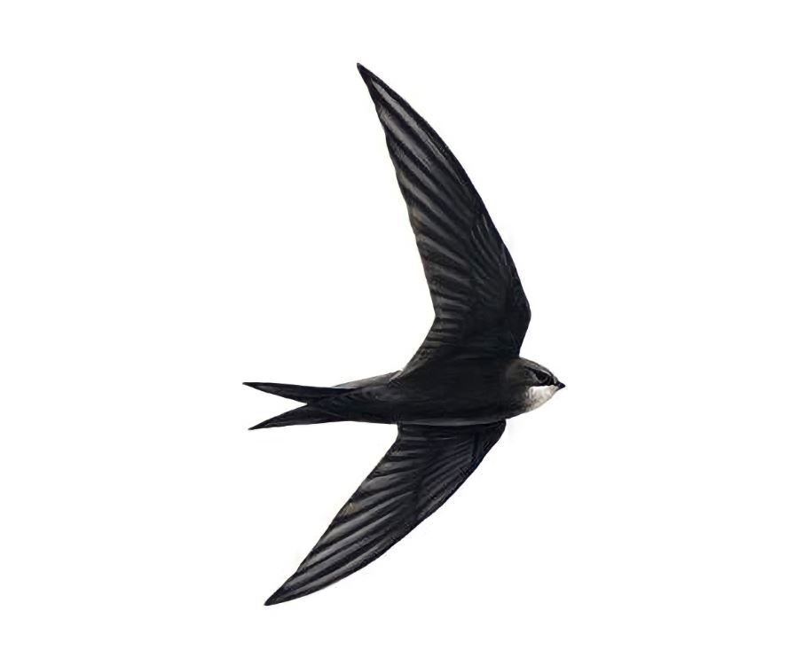 Swallow vs Swift