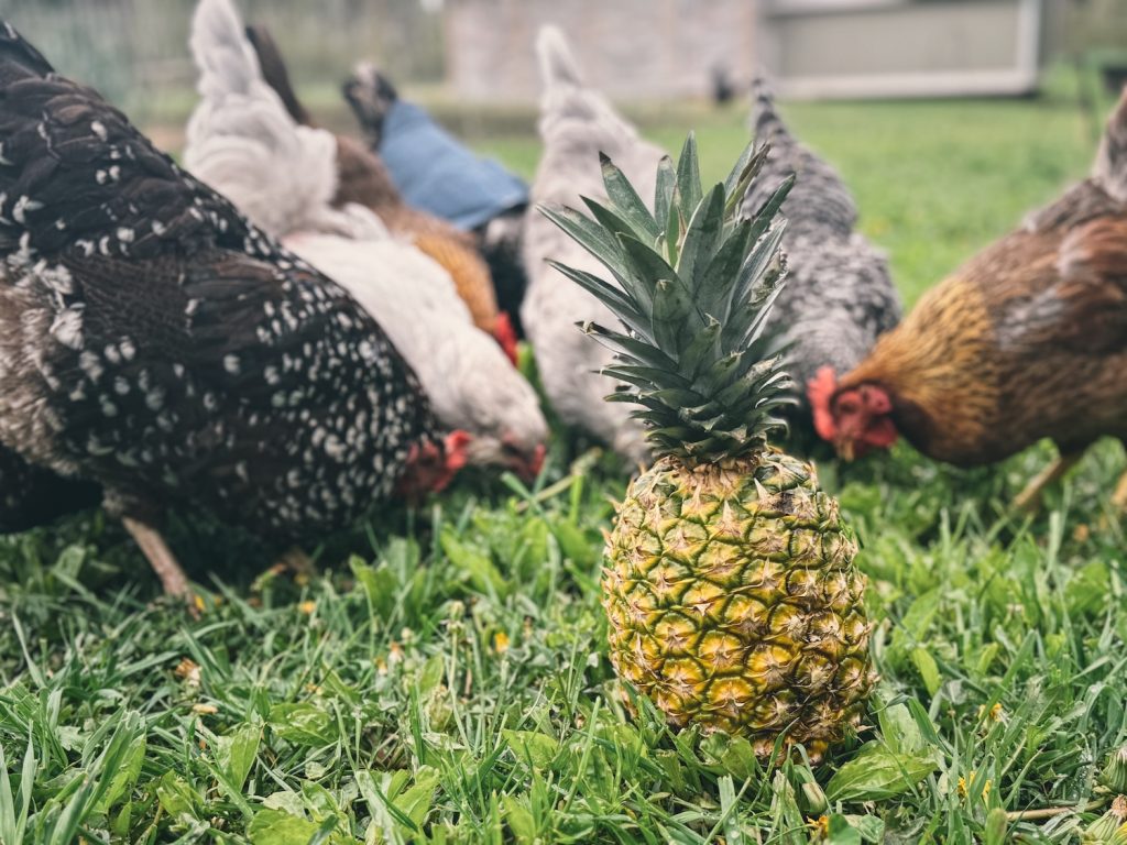 Can Chickens Eat Pineapple Safely? A Complete Nutrition Guide for