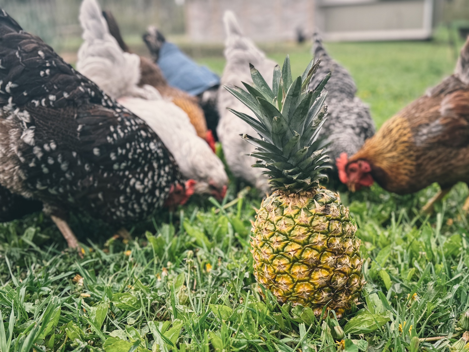 fresh pineapple pieces prepared for chickens to eat