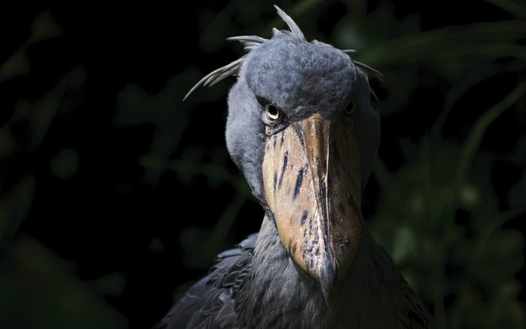 Shoebill Stork Diet: How the Giant African Bird Hunts and Eats Its Prey