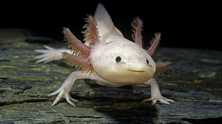 Axolotl (Mexican Walking Fish): The Complete Guide to Their Diet, Behavior, and Care