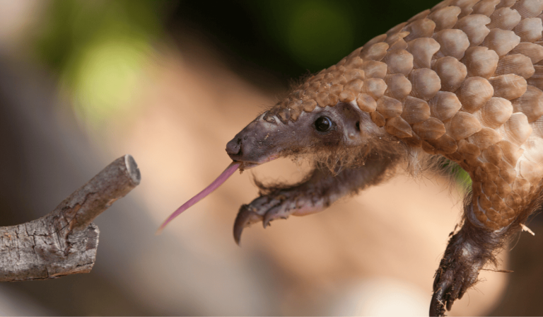 How Pangolins Catch and Eat Thousands of Ants Every Day: The Secret Life of Scaly Anteaters