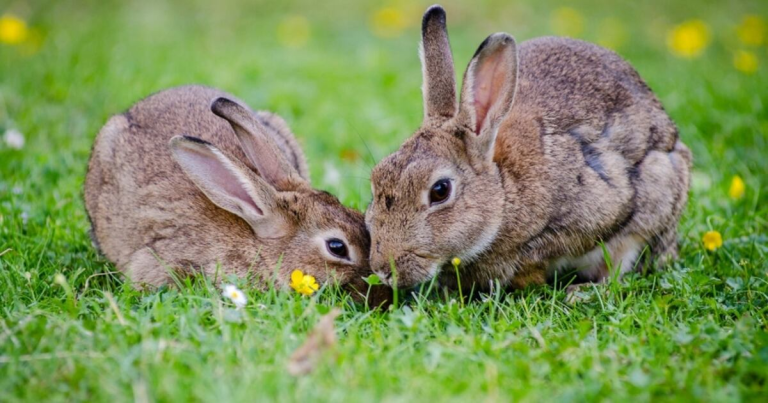 Rabbit Lifespan: How Long Do Rabbits Live?
