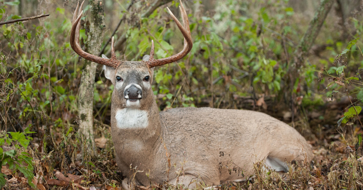 eer resting in swamp island bedding site