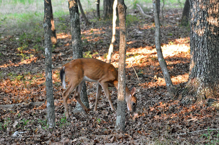 Daytime Deer Hiding Spots: Expert Guide to Where Deer Stay Safe During the Day