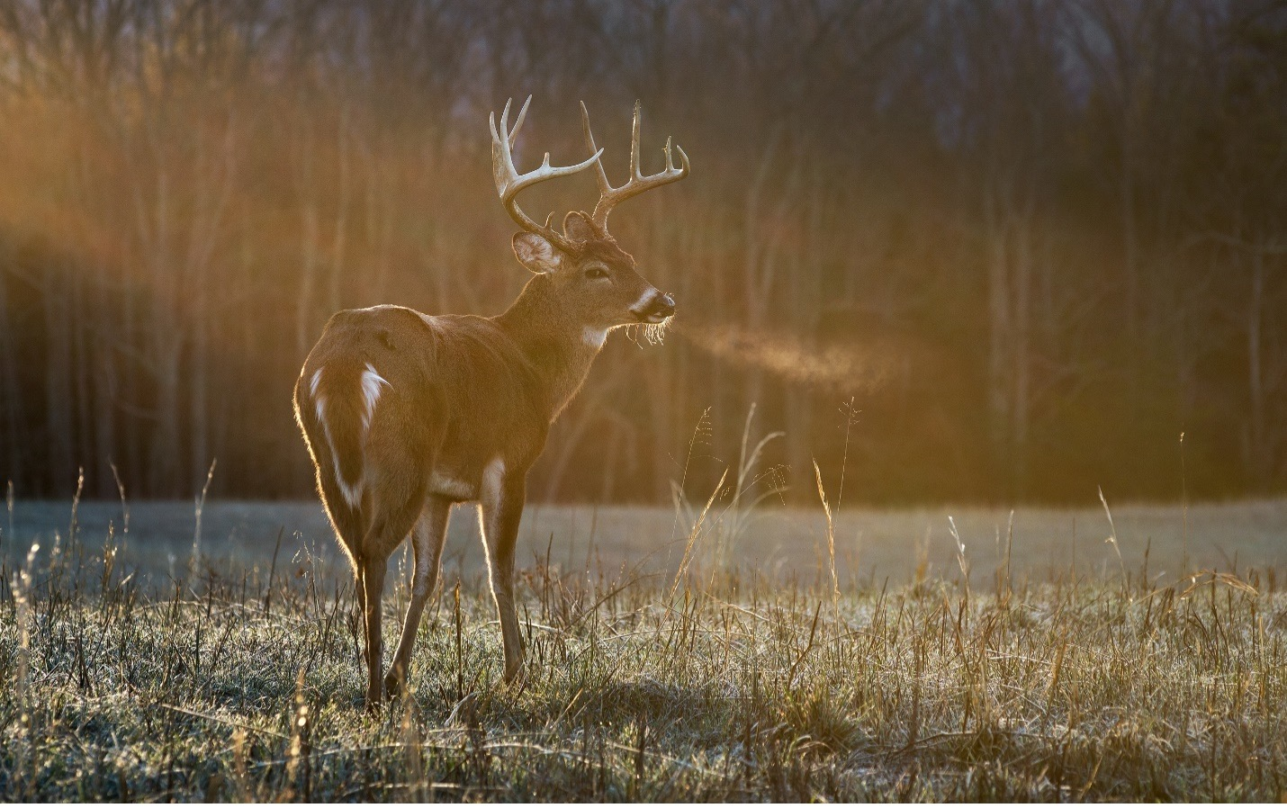 What Time Are Deer Most Active? Peak Activity & Behavior Patterns Explained