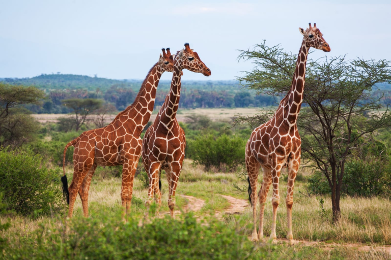 Giraffes Grow Forests in Africa | How These Giants Restore Nature
