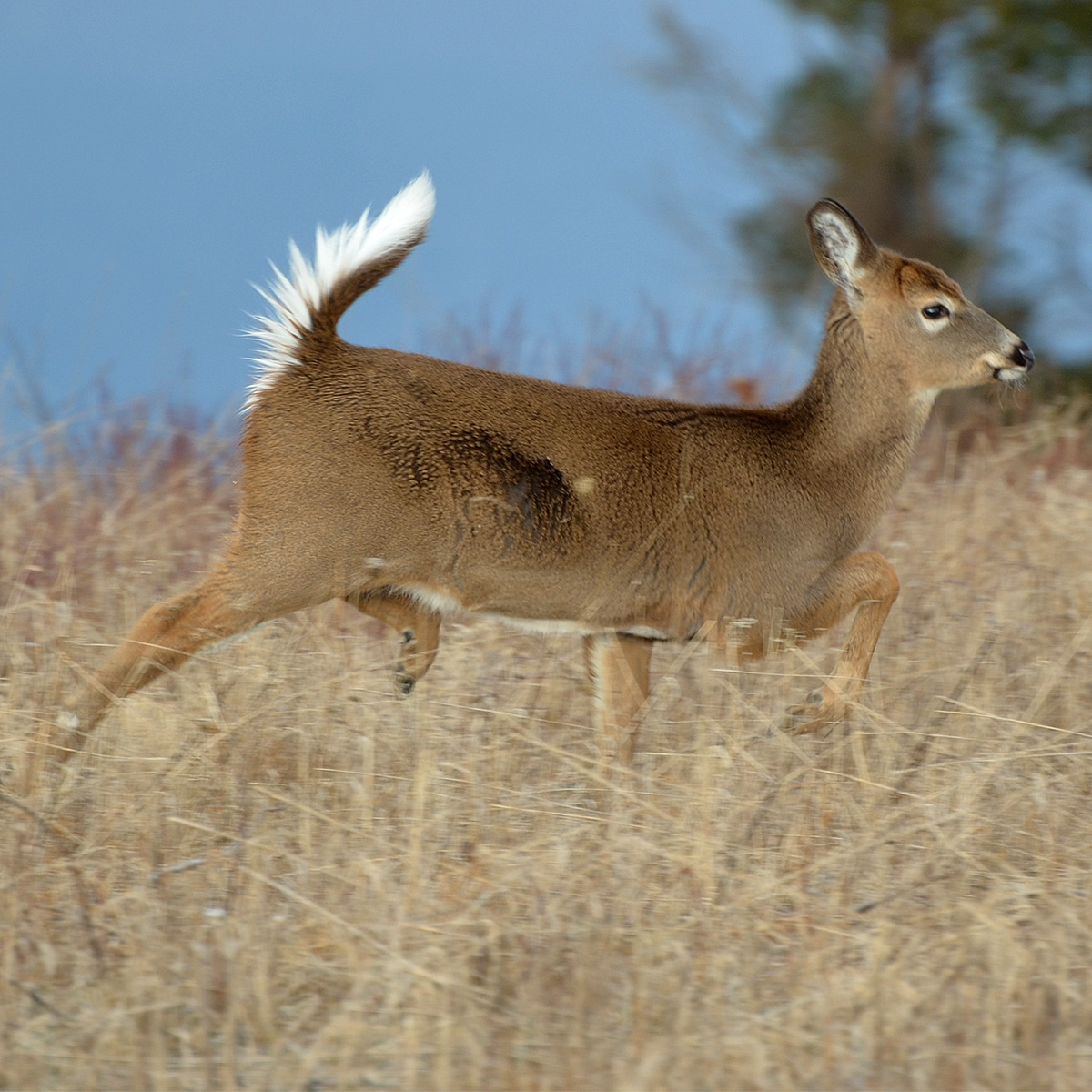 Wondering why deer stare at you? Discover the survival instincts, biology, and hidden meanings behind a deer’s unblinking gaze in this complete guide.