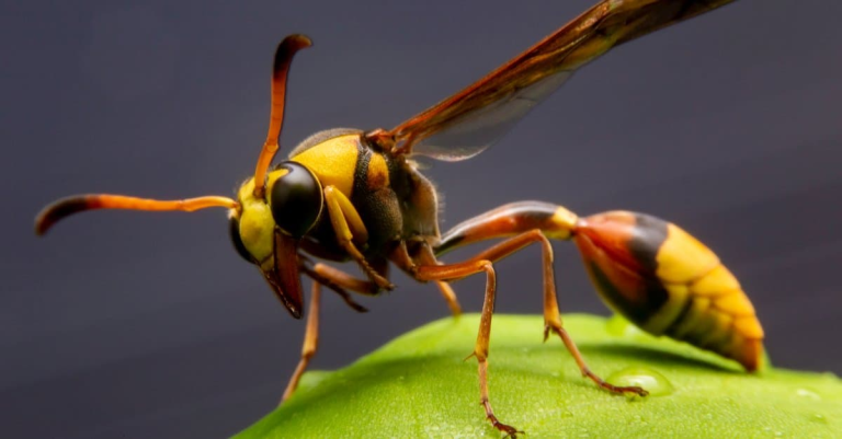 Discover what wasps eat at every life stage. Learn the complete diet of yellowjackets, hornets, paper wasps, and solitary wasps — including their feeding habits, hunting strategies, seasonal changes, and what attracts them to your home.